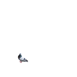 Back Accessory pigeon.png